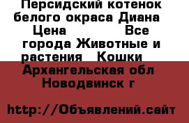 Персидский котенок белого окраса Диана › Цена ­ 40 000 - Все города Животные и растения » Кошки   . Архангельская обл.,Новодвинск г.
